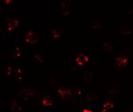 TESPA1 Antibody in Immunocytochemistry (ICC/IF)