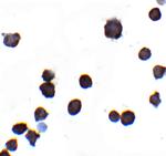 IQSEC1 Antibody in Immunocytochemistry (ICC/IF)