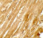 WAPL Antibody in Immunohistochemistry (Paraffin) (IHC (P))