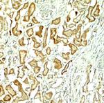 NOX1 Antibody in Immunohistochemistry (Paraffin) (IHC (P))