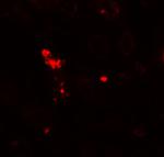 NOX3 Antibody in Immunohistochemistry (Paraffin) (IHC (P))