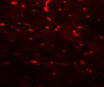 PDCL3 Antibody in Immunohistochemistry (Paraffin) (IHC (P))