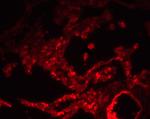 SPNS1 Antibody in Immunohistochemistry (IHC)