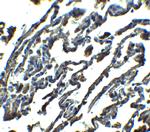 SPNS1 Antibody in Immunohistochemistry (IHC)