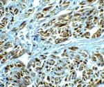 LRRC26 Antibody in Immunohistochemistry (IHC)