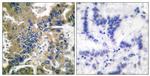 Caspase 1 (Cleaved Asp210) Antibody in Immunohistochemistry (Paraffin) (IHC (P))