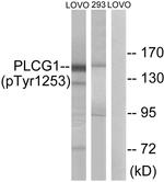 Phospho-PLCG1 (Tyr1253) Antibody in Western Blot (WB)