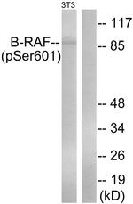 Phospho-B-Raf (Ser602) Antibody in Western Blot (WB)