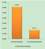 Phospho-IP3 Receptor 1 (Ser1588, Ser1598) Antibody in peptide-ELISA (pep-ELISA)