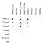 H4K5ac Antibody