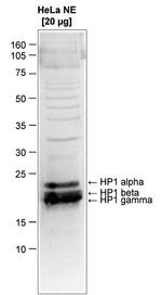 HP1 alpha/beta/gamma Antibody in Western Blot (WB)