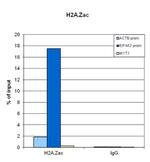 H2A.Zac pan-acetyl (K4,K7,K11) Antibody in ChIP Assay (ChIP)