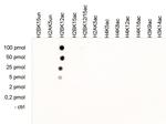 H2BK12ac Antibody in Peptide array (ARRAY)