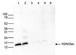 H2AK5ac Antibody in Western Blot (WB)