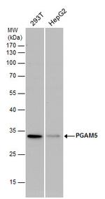 PGAM5 Antibody in Western Blot (WB)