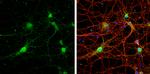 STX17 Antibody in Immunocytochemistry (ICC/IF)