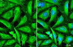 STX17 Antibody in Immunocytochemistry (ICC/IF)