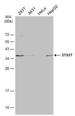 STX17 Antibody in Western Blot (WB)