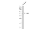 STX17 Antibody in Western Blot (WB)