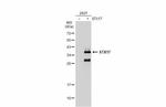 STX17 Antibody in Western Blot (WB)