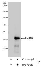 SHARPIN Antibody in Immunoprecipitation (IP)