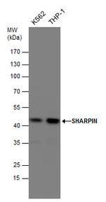 SHARPIN Antibody in Western Blot (WB)