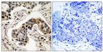 Phospho-NUDC (Ser326) Antibody in Immunohistochemistry (Paraffin) (IHC (P))