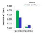 SMARCA5 Antibody in ChIP Assay (CHIP)