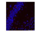 HSPA9 Antibody in Immunohistochemistry (IHC)