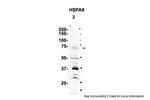 HSPA9 Antibody in Western Blot (WB)