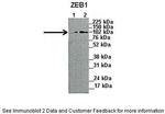 ZEB1 Antibody in Western Blot (WB)