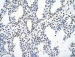 Fra1 Antibody in Immunohistochemistry (Paraffin) (IHC (P))