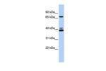 GATA6 Antibody in Western Blot (WB)