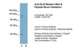 GLI2 Antibody in Western Blot (WB)