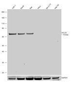 HCLS1 Antibody