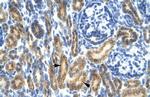 HCLS1 Antibody in Immunohistochemistry (Paraffin) (IHC (P))