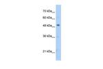 PBX3 Antibody in Western Blot (WB)