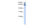 DVL2 Antibody in Western Blot (WB)