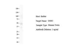 GSX2 Antibody in Western Blot (WB)