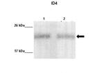 ID4 Antibody in Western Blot (WB)