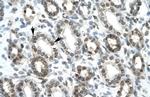 HEY1 Antibody in Immunohistochemistry (Paraffin) (IHC (P))