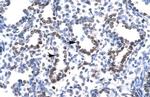 HEY1 Antibody in Immunohistochemistry (Paraffin) (IHC (P))