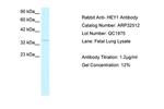 HEY1 Antibody in Western Blot (WB)