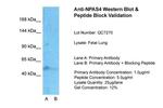 NPAS4 Antibody in Western Blot (WB)