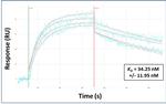 T-bet Antibody in Surface plasmon resonance (SPR)