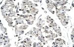 T-bet Antibody in Immunohistochemistry (IHC)