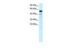 T-bet Antibody in Western Blot (WB)