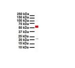 CITED1 Antibody in Western Blot (WB)