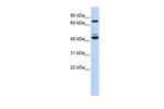 KLF2 Antibody in Western Blot (WB)