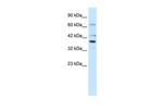 POU4F3 Antibody in Western Blot (WB)